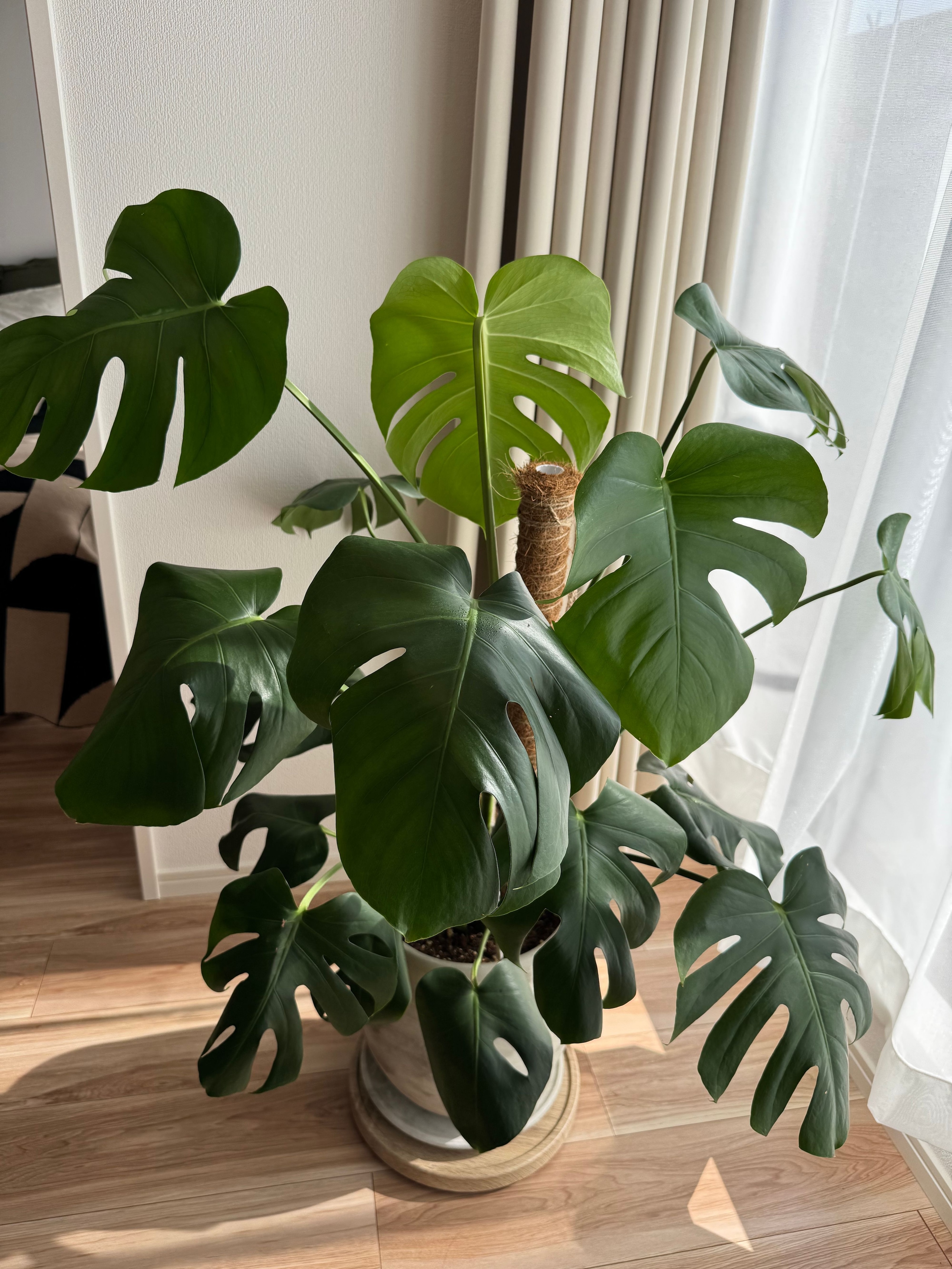 IKEA FEJKA フェイカ 人工観葉植物 アレカヤシ | オブジェ・飾り | Ohouse